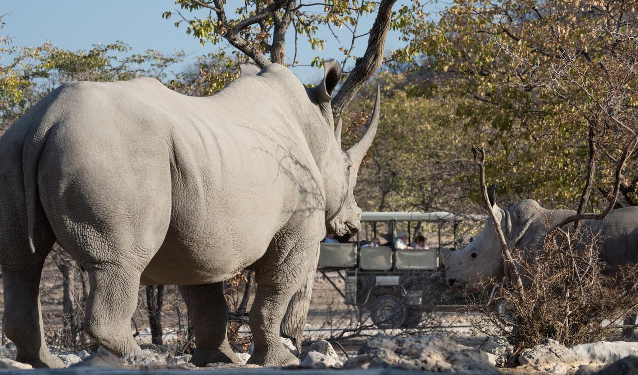 Ongava Tented Camp Окауквейо Екстер'єр фото