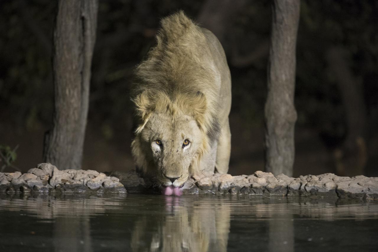 Ongava Tented Camp Окауквейо Екстер'єр фото